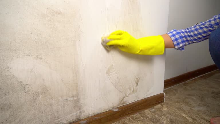 Best Water Damage & Mold Remediation  in Black Diamond, FL